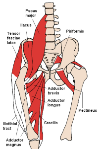 hip muscles related to si joint