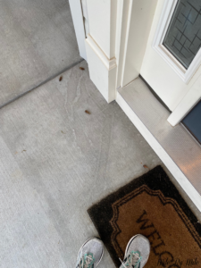 cicadas at door