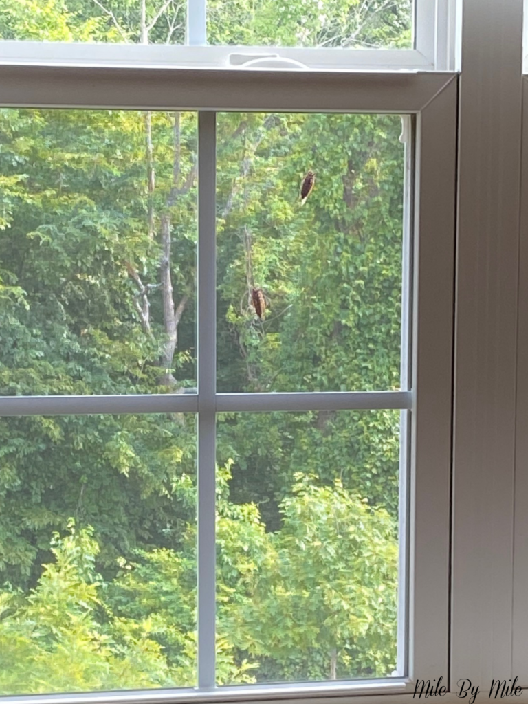cicadas screeching